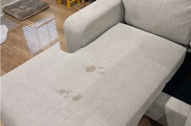 Pet stains on a fabric chaise lounge before couch cleaning in Adelaide